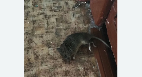 Дезинфекция от мышей в Губахе