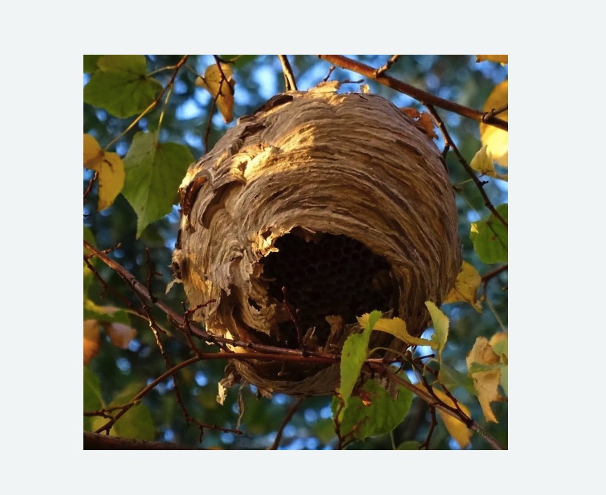 Обработка от шершней в Губахе