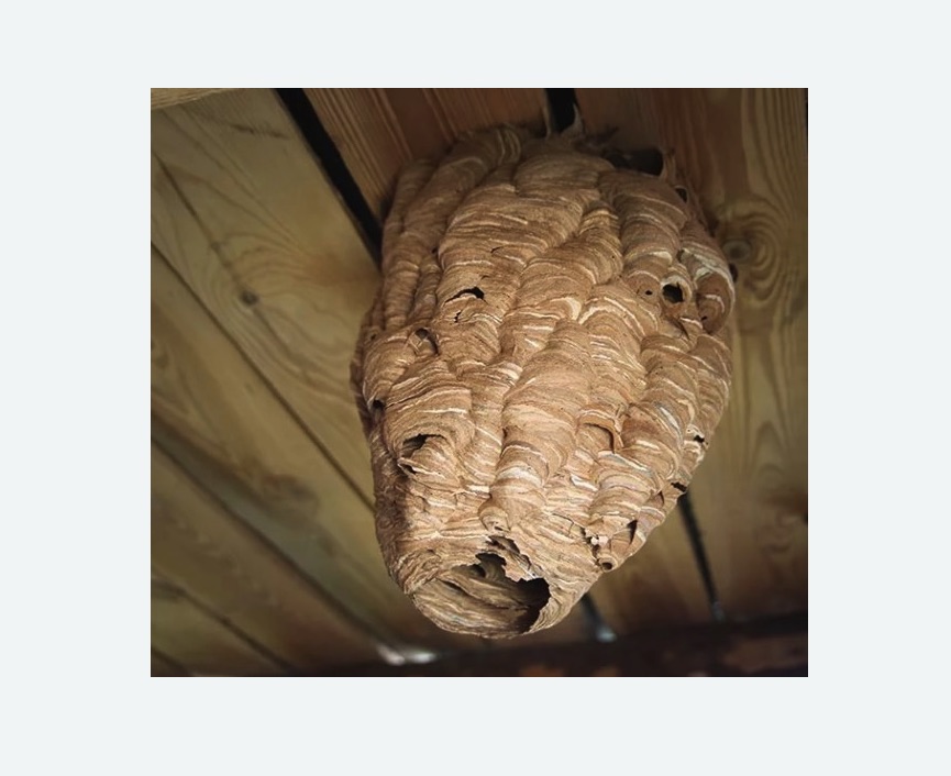 обработка от шершней в Губахе