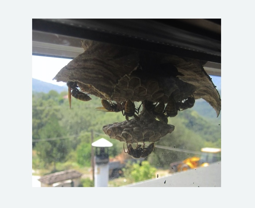 Уничтожение гнёзд шершней в Губахе