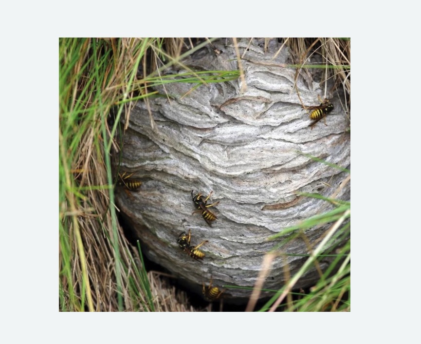 Уничтожение ос и ульев в Губахе